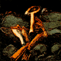 Relics IV